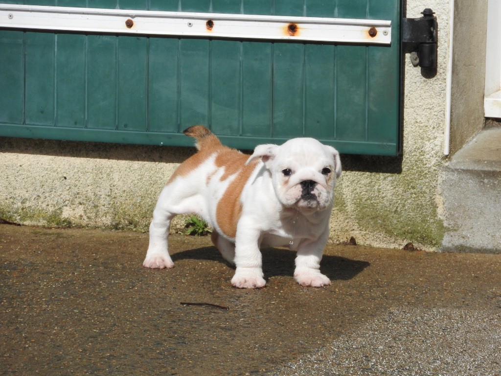 Luso Bull King Dog - Chiot disponible  - Bulldog Anglais