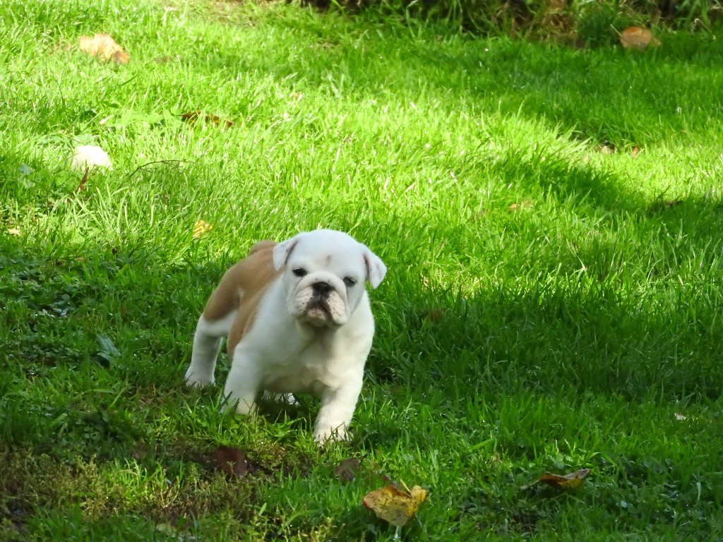 Luso Bull King Dog - Chiot disponible  - Bulldog Anglais