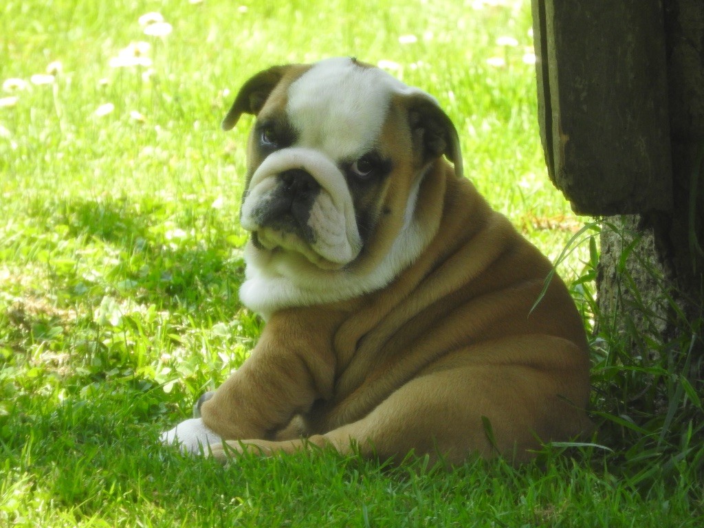 Luso Bull King Dog - Chiots disponibles - Bulldog Anglais