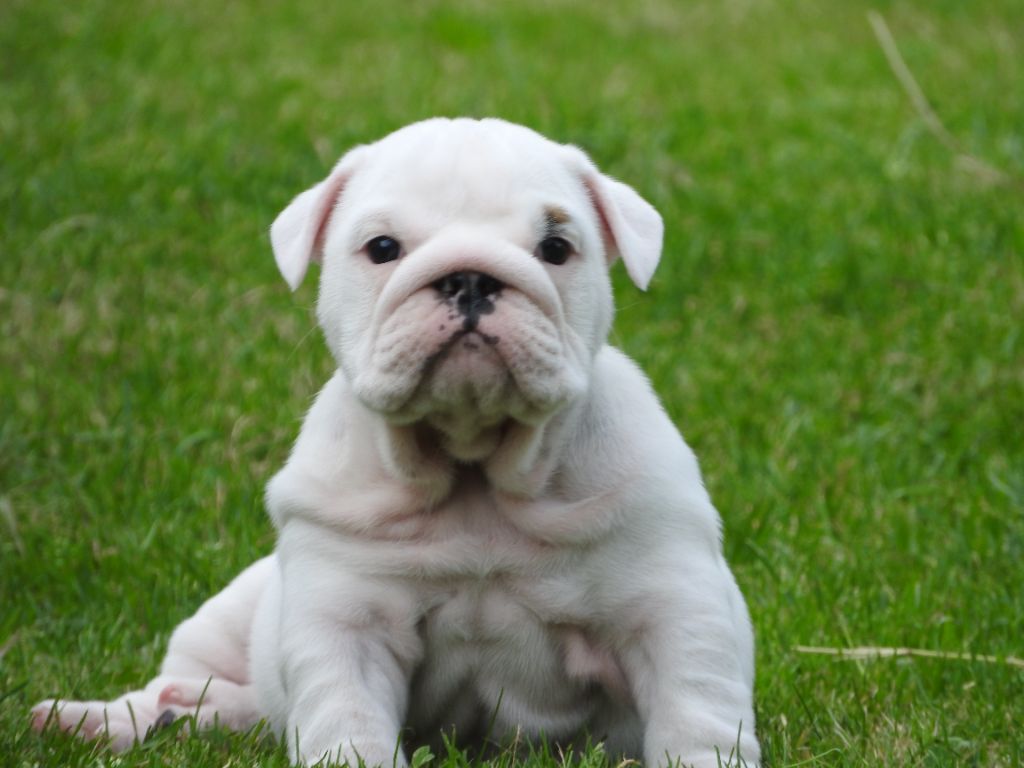 Luso Bull King Dog - Chiots disponibles - Bulldog Anglais