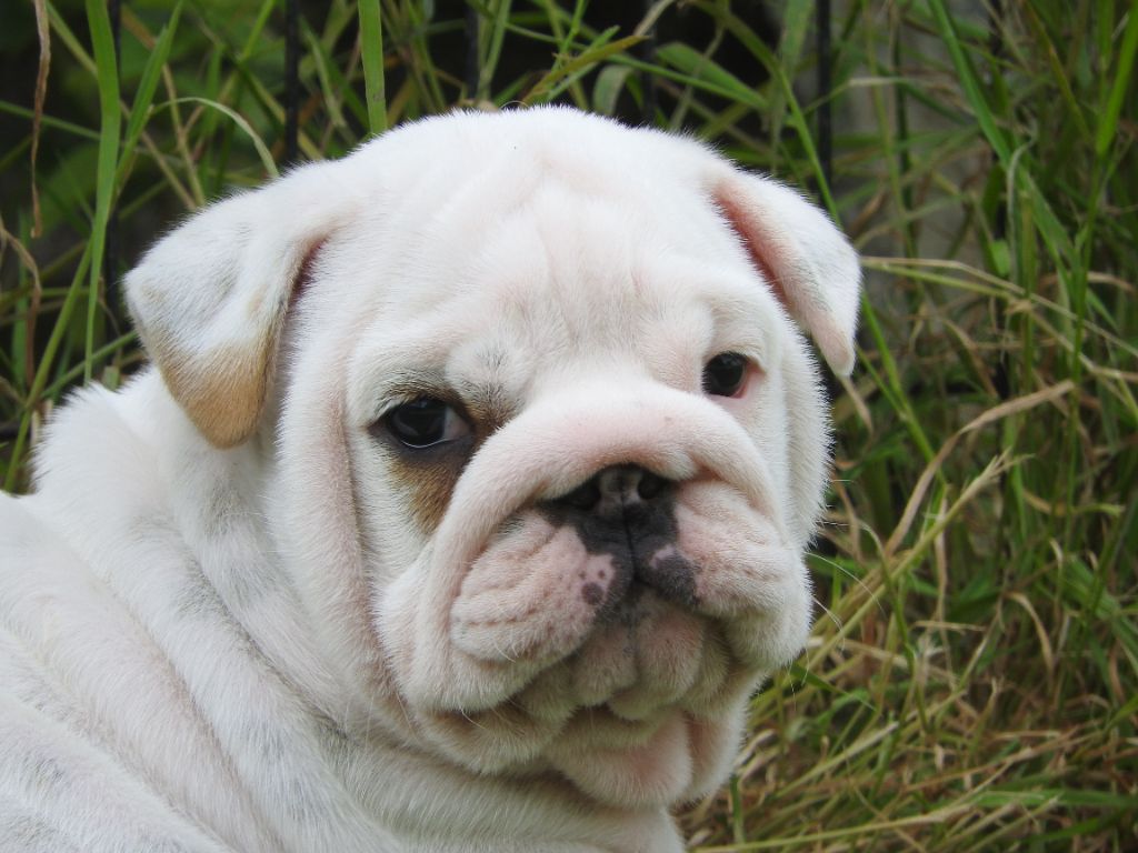 Luso Bull King Dog - Chiots disponibles - Bulldog Anglais
