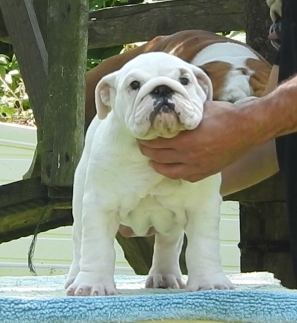 Luso Bull King Dog - Chiots disponibles - Bulldog Anglais