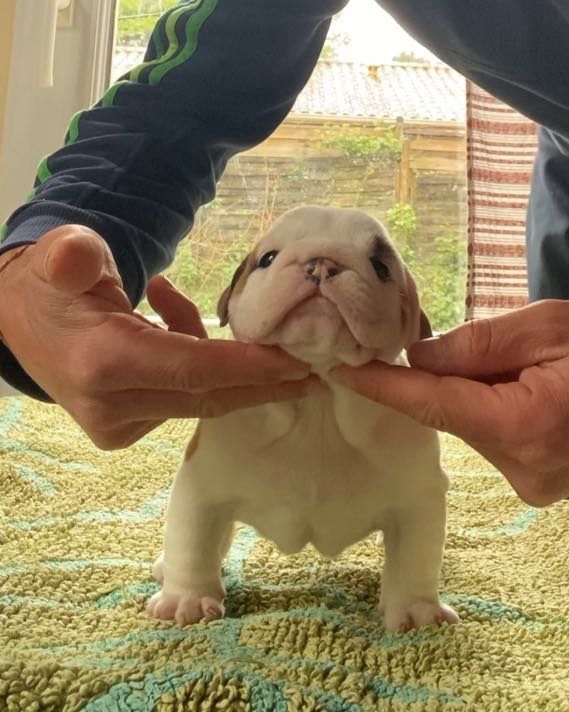Luso Bull King Dog - Chiots disponibles - Bulldog Anglais